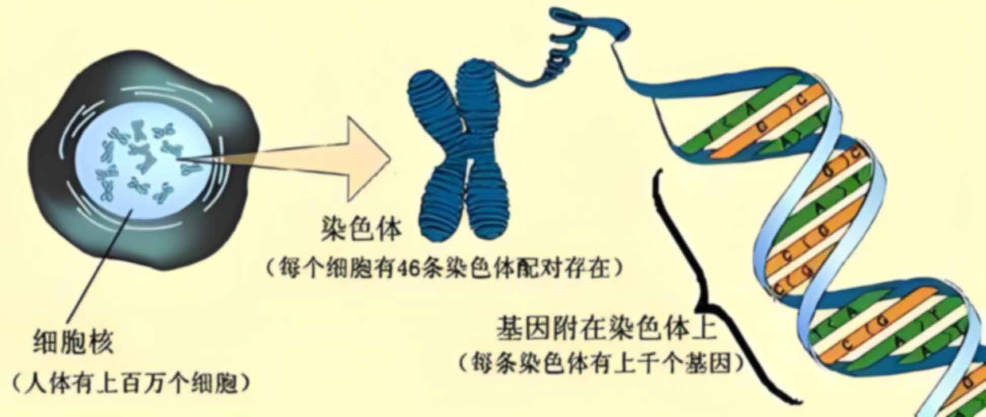 西安高新区司法亲子鉴定需要什么材料
